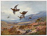 Archibald Thorburn Canvas Paintings - Grouse Over the Burn